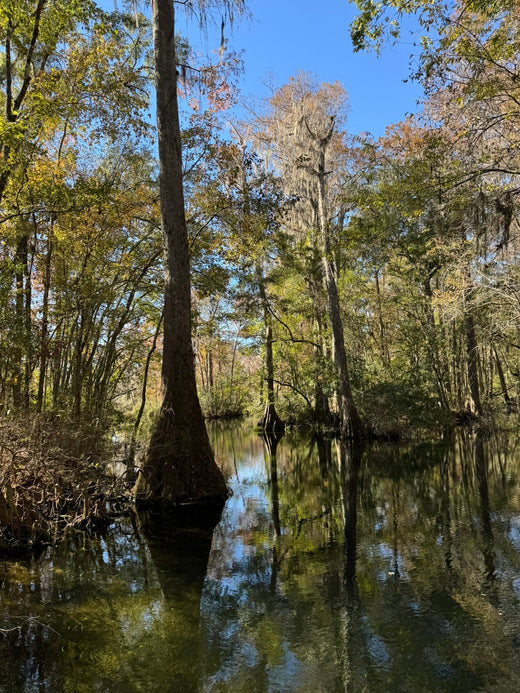 Northwest Florida Family Adventure: Kid-Friendly Itinerary